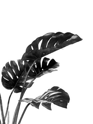 MONSTERA BLACK AND WHITE 03