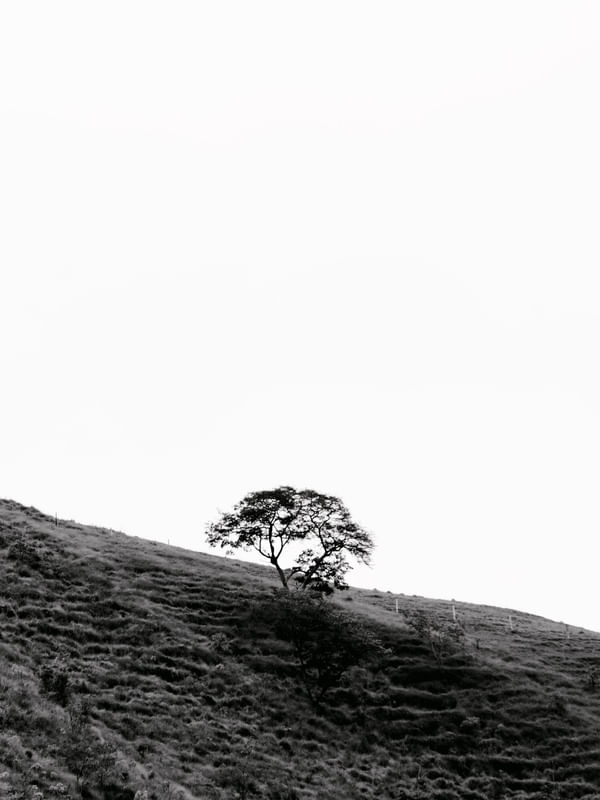 MINIMALISMO SERRANO