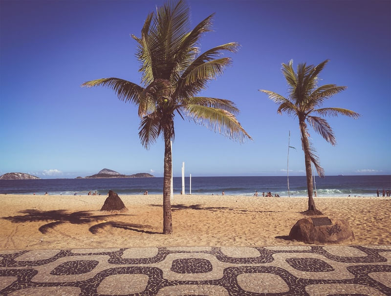 PURPLE COCONUT TREE