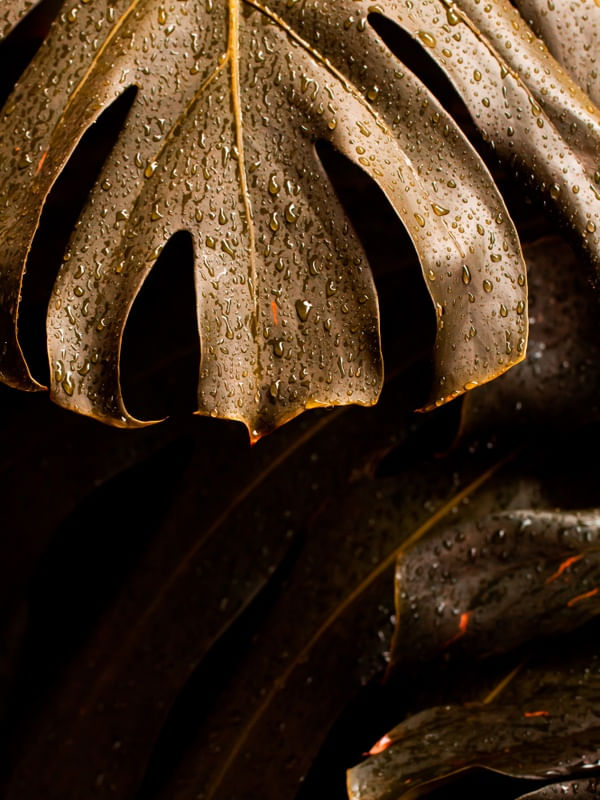 MONSTERA II