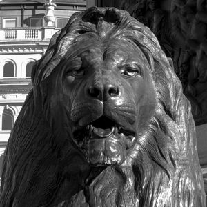 LEÃO TRAFALGAR SQUARE P&B
