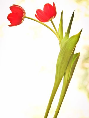 CASAL DE TULIPAS