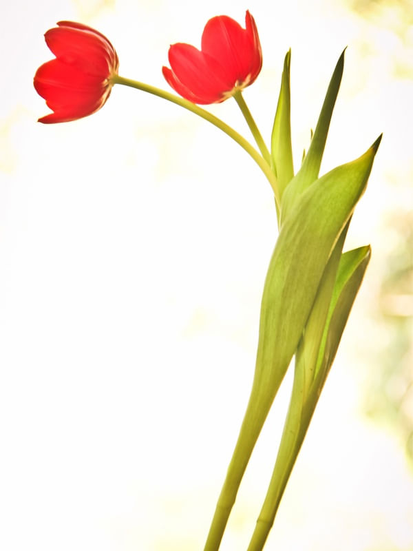 CASAL DE TULIPAS