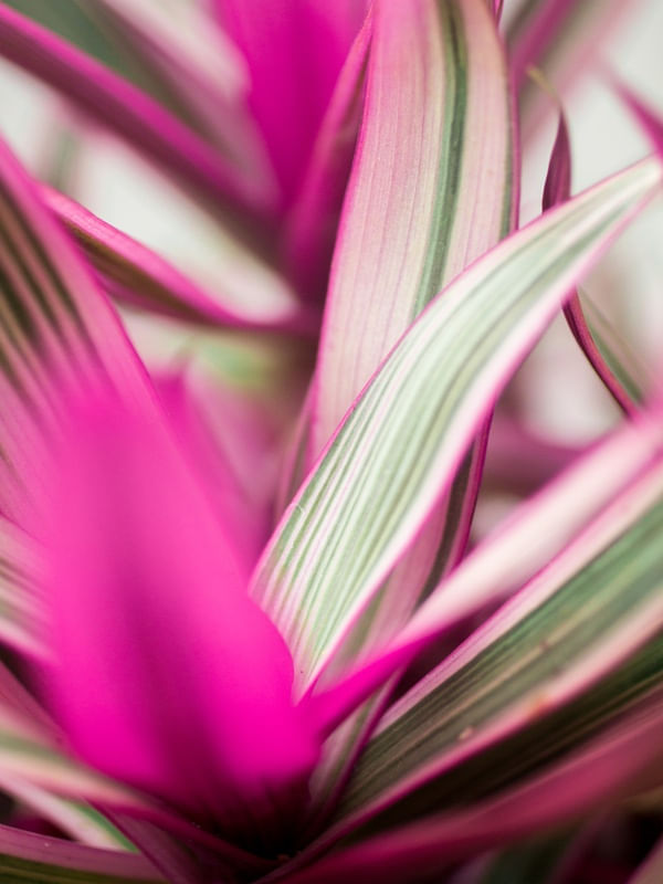 ROSEOU 2