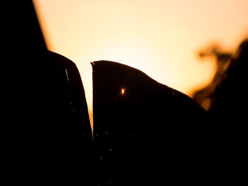 FOLHA LINDA AO POR DO SOL II