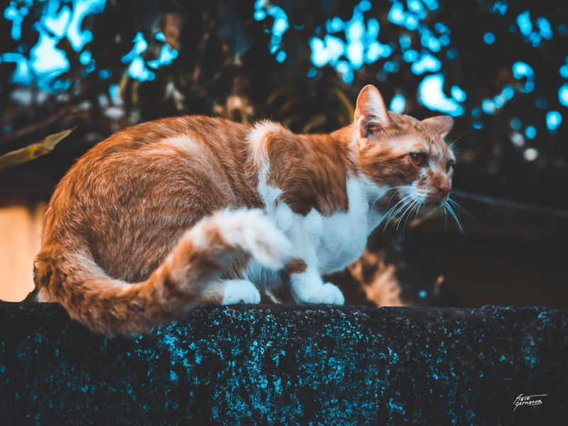 MY YELLOW CAT #1