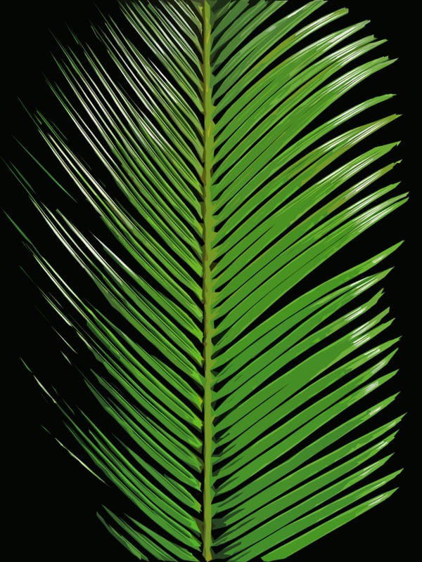 NATUREZA COR 088 LV