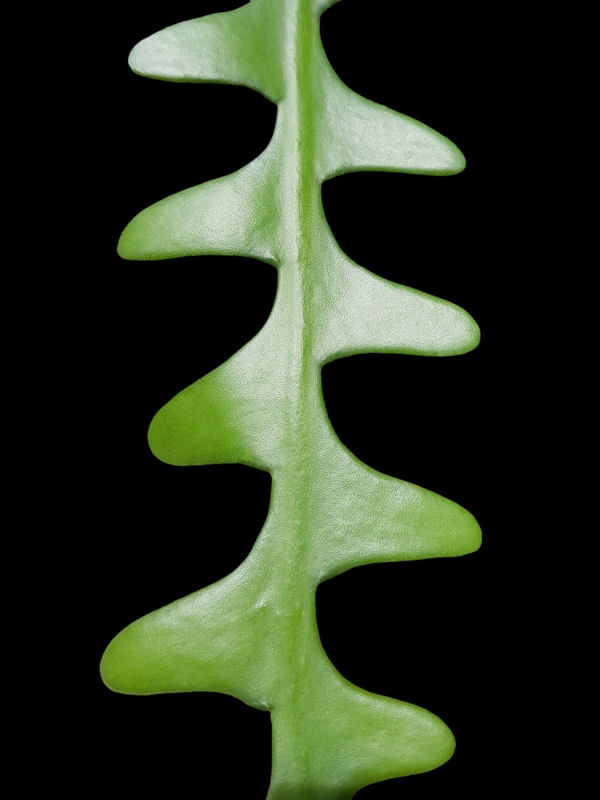 NATUREZA COR 091 LV