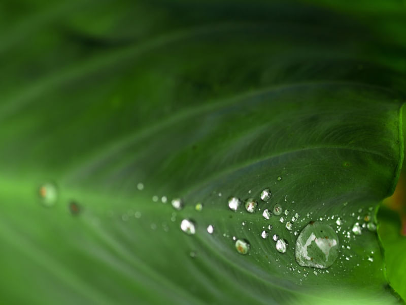 CHUVA NO VERDE