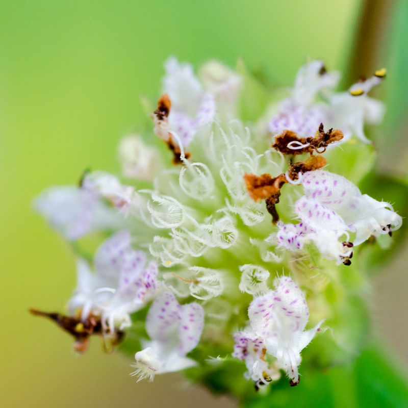 FLOR SELVAGEM MACRO