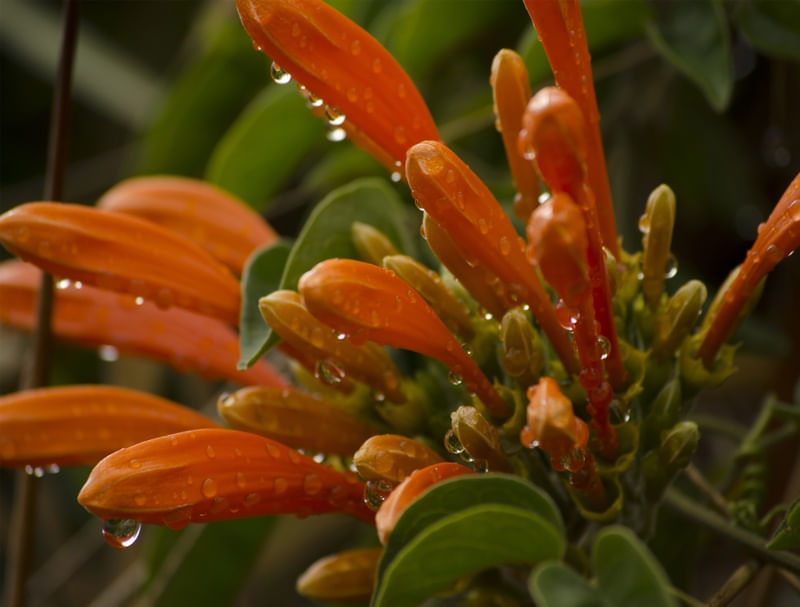 CHUVA PRESENTEIRA