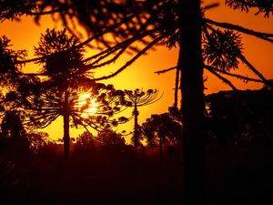 POR DO SOL ENTRE ARAUCÁRIAS 02