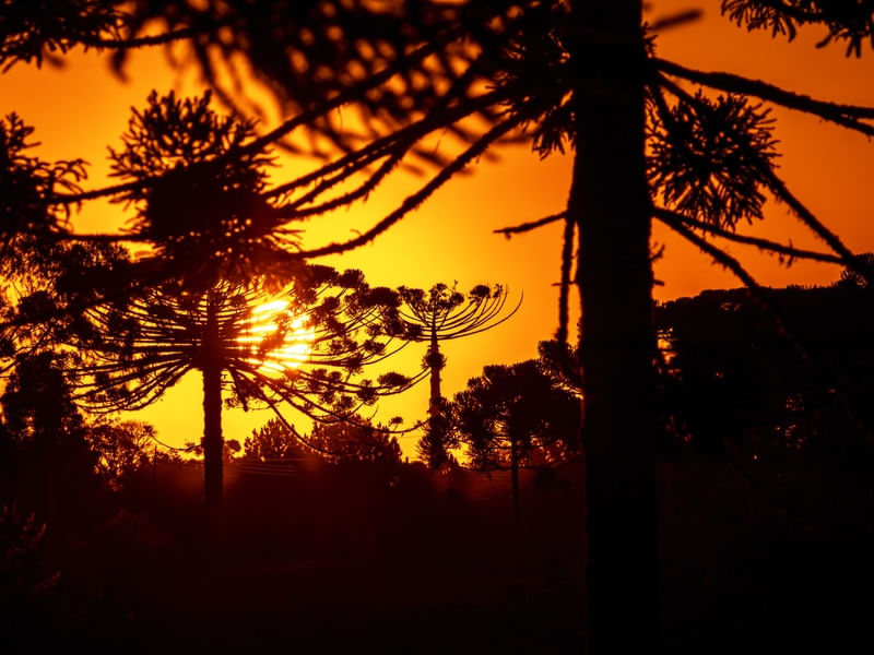 POR DO SOL ENTRE ARAUCÁRIAS 02