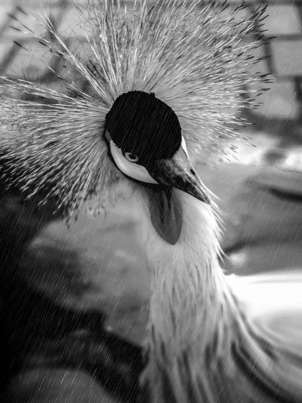 ANIMAIS AVES BW 2