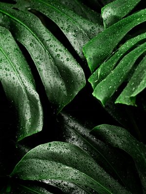 MONSTERA IV