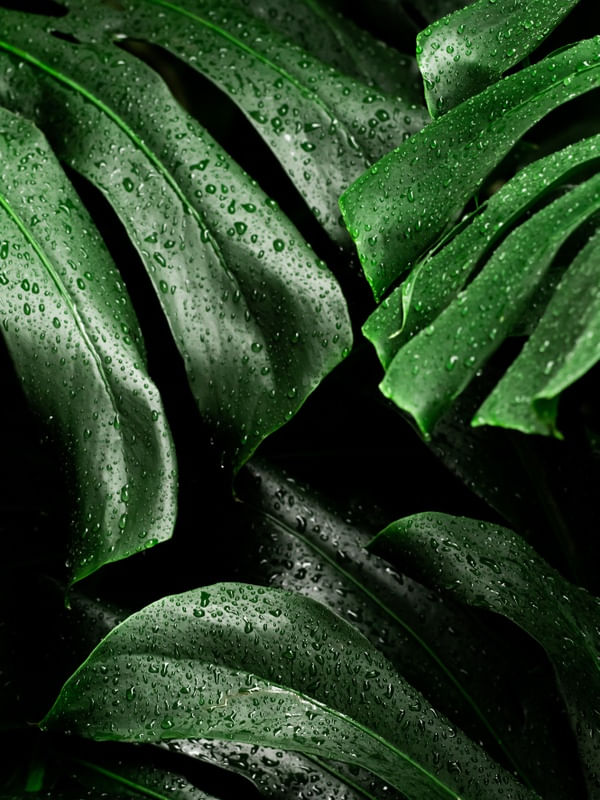 MONSTERA IV
