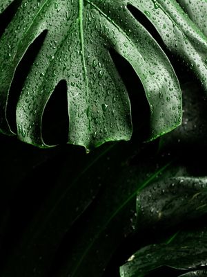 MONSTERA V