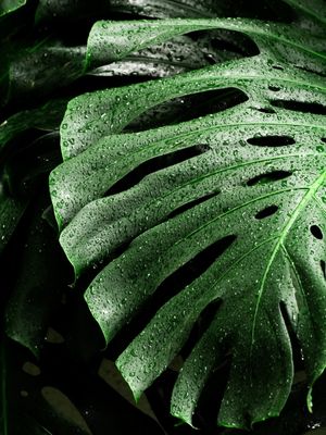 MONSTERA VI