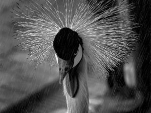 ANIMAIS AVES BW 3