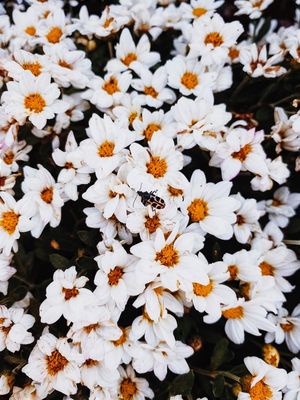 JARDIM AMARELO - POR BEATRIZ CYPRIANO