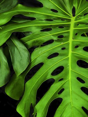 SENSAÇÕES VERDES 5