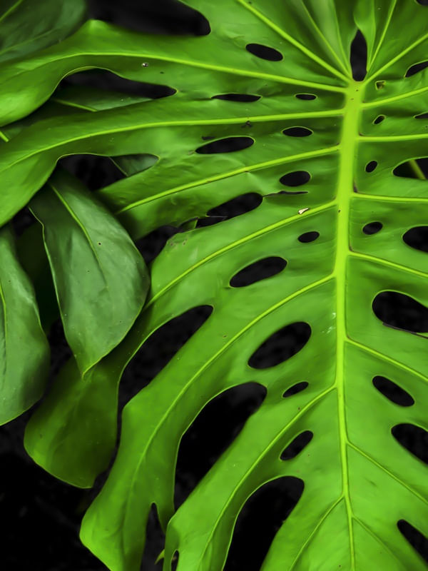 SENSAÇÕES VERDES 5