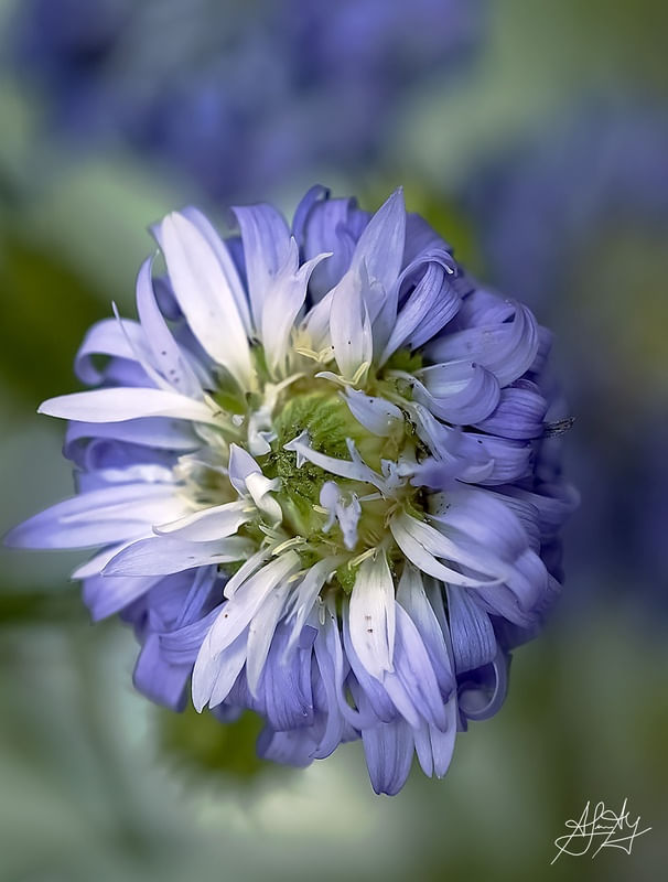 AS PÉTALAS DE UMA FLOR LILÁS