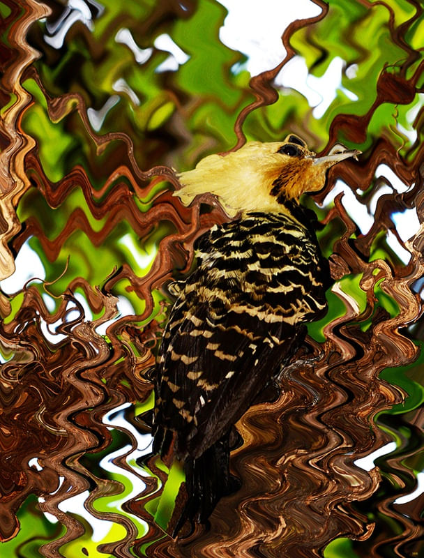 PICA PAÚ CAMUFLADO