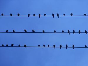PARTITURA DA NATUREZA