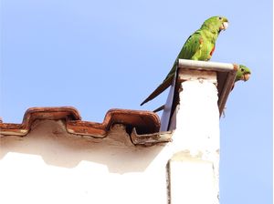 PAPAGAIADA