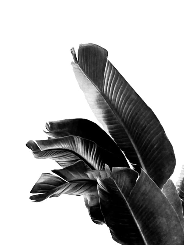 BIRD OF PARADISE PLANT BLACK AND WHITE 01
