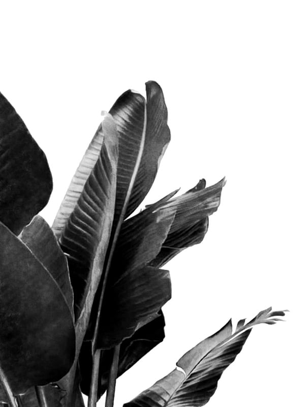 BIRD OF PARADISE PLANT BLACK AND WHITE 02