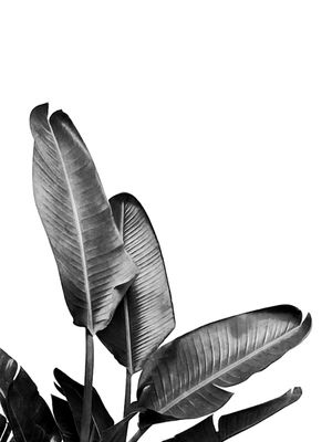 BIRD OF PARADISE PLANT BLACK AND WHITE 03