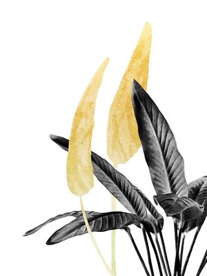 BIRD OF PARADISE PLANT BLACK, WHITE AND GOLD 01