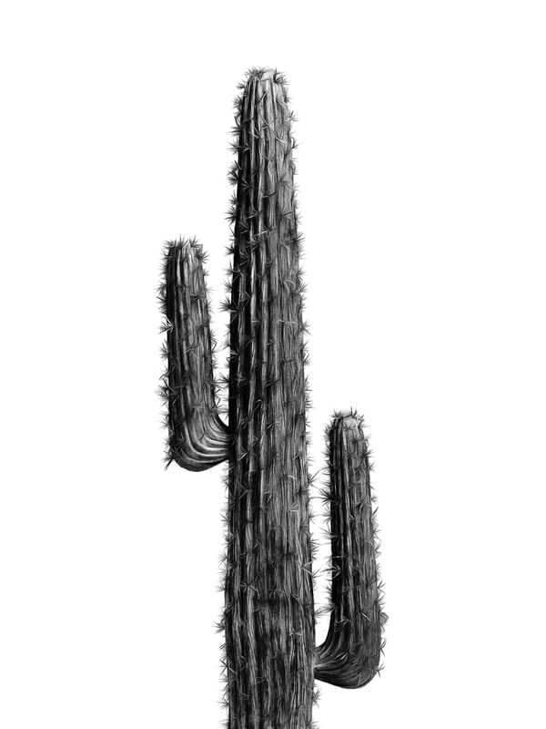 CACTUS BLACK AND WHITE 01