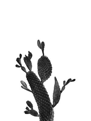 CACTUS BLACK AND WHITE 02