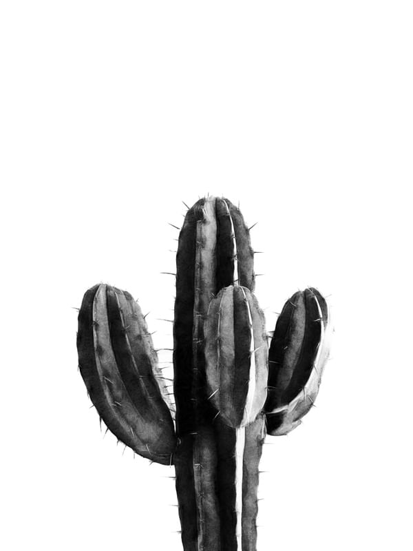 CACTUS BLACK AND WHITE 03
