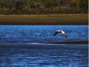 AVE NO LAGO AZUL