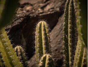 CACTOS NA ROCHA.