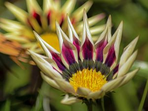 FLORAL PAMPAS COLOR