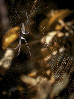 ARANHA NEPHILA A