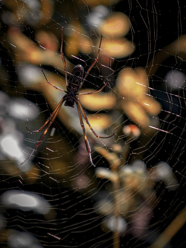 ARANHA NEPHILA B