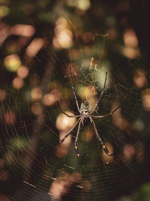 ARANHA NEPHILA C