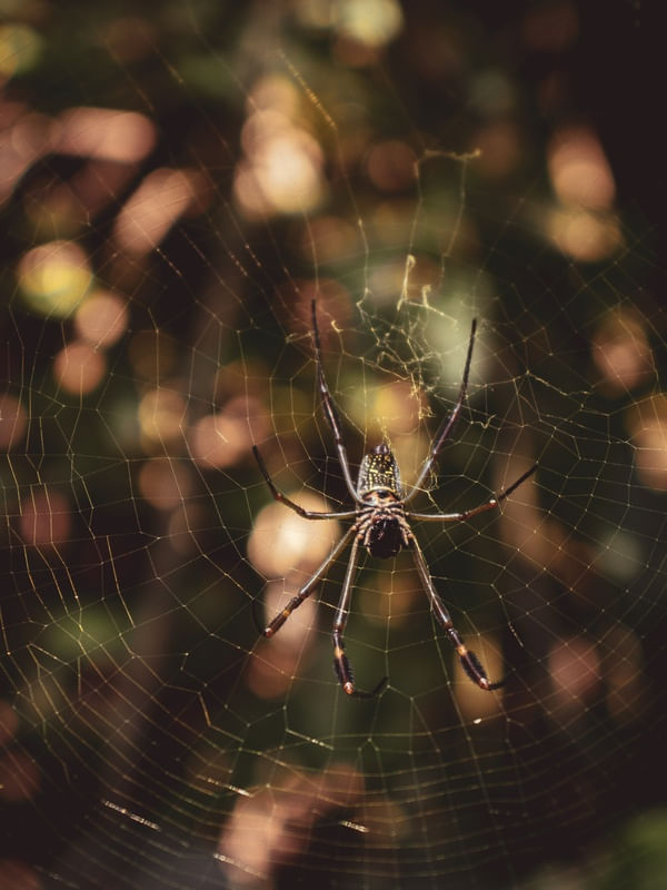 ARANHA NEPHILA C