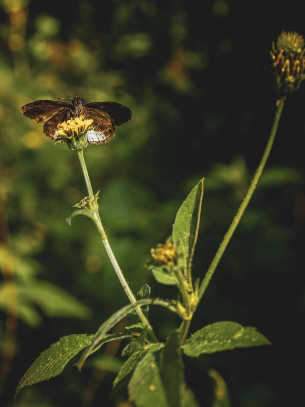 A BORBOLETA NA FLOR