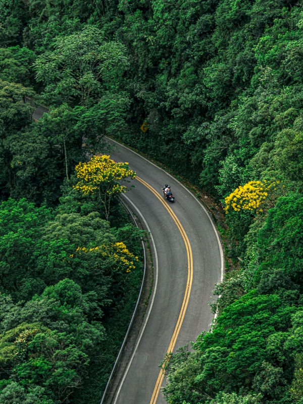 CURVA NA FLORESTA