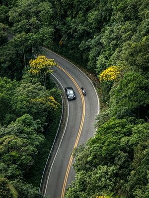 CURVA NA FLORESTA B