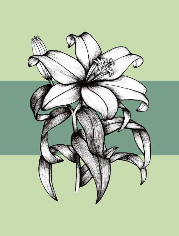 SEJA FLOR LÍRIO 03