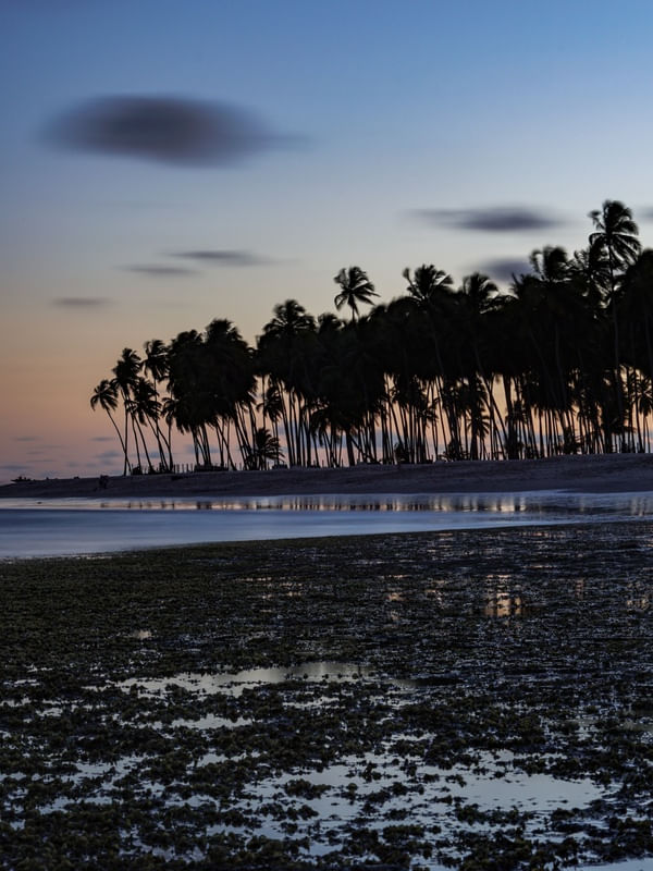 FINAL DE TARDE COM COQUEIROS E CORAIS NA PRAIA DOS CARNEIROS