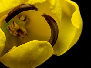 MACRO FLOR SILVESTRE AMARELA